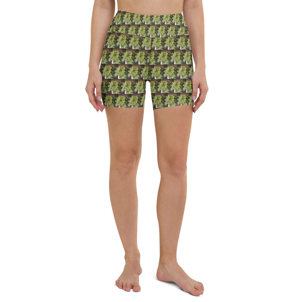Urban Amaryllis***Saturday Shorts